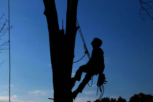 Billings Stump Removal & Tree Service Image